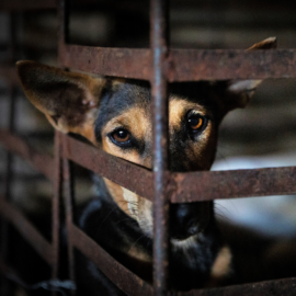 Hund im Schlachthaus in Kambodscha