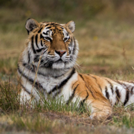 Tiger in Lionsrock