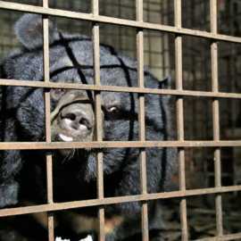 Ein Kragenbär in seinem Käfig