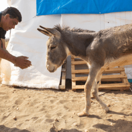 Amir en Turquie avec un âne