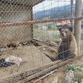 Zwei Bärenjunge in Albanien