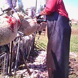 Lämmer bei der Mulesing-Prozedur