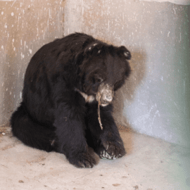 Eine der notleidenden Bären in Pakistan