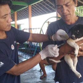 Impfung eines Hundes auf Bali