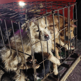 Hunde- und Katzenfleischhandel in Südostasien