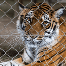 Tiger im ehemaligen Zoo